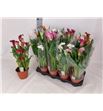 Pl. zantedeschia mixta 4kl 40cm x8 - ZANMIX481440