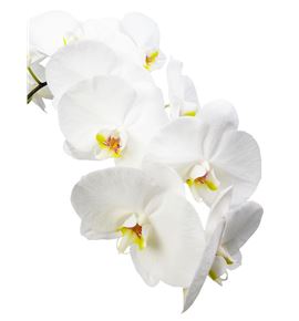 Phal sensation white x25 - PHASENWHI