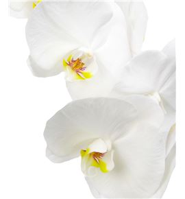 Phal sensation white x25 - PHASENWHI