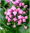 Bouvardia pink charm 60 - BOUPINCHA1