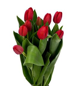 Tulipan heartbreaker 42 - TULHEA