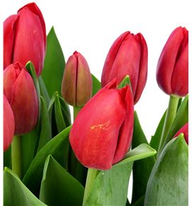 Tulipan heartbreaker 42 - TULHEA