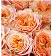 Rosa hol living coral 50 - RGRLIVCOR1