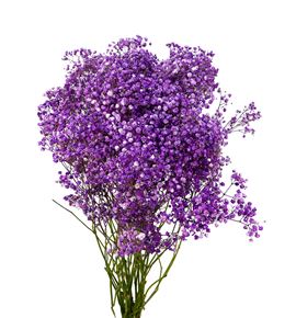 Gyps mill star morado 70 - GYPMILMOR
