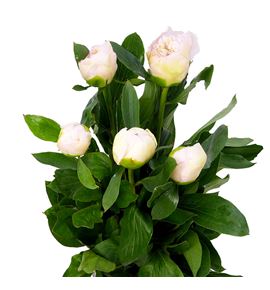 Paeonia top brass x5 60 - PAETOPBRA