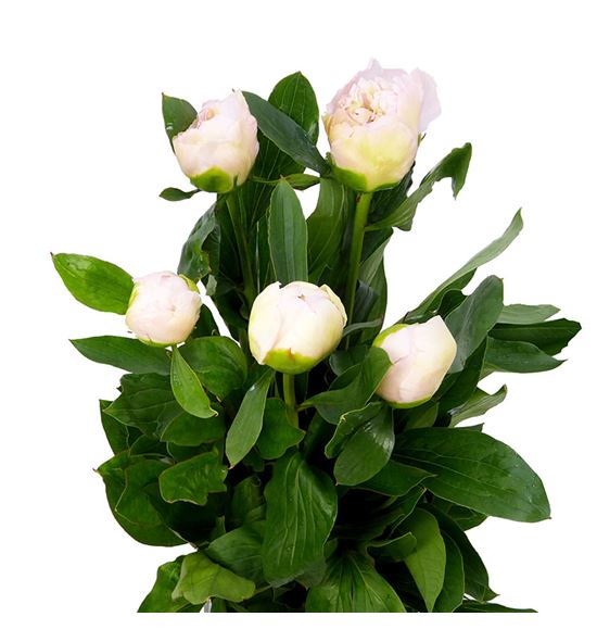 Paeonia top brass x5 60 - PAETOPBRA