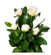 Paeonia top brass x5 60 - PAETOPBRA