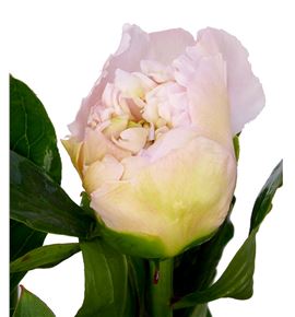 Paeonia top brass x5 60 - PAETOPBRA