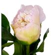 Paeonia top brass x5 60 - PAETOPBRA1