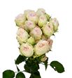 Rs ramificada porcelain lace 50 - RTRPORLAC