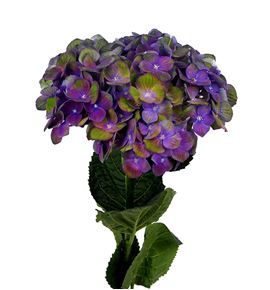Hydr magical charles blue 60 - HYDMAGCHABLU