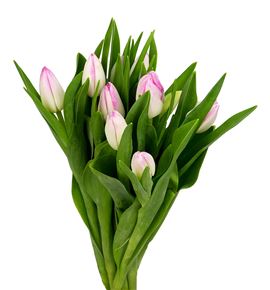 Tulipan first class 35 - TULFIRCLA