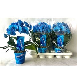 Pl. phalaenopsis azul 45cm x4 - PHAAZU41245