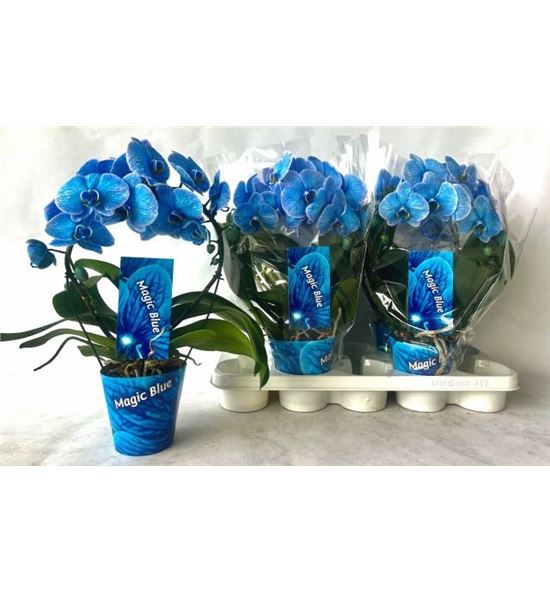 Pl. phalaenopsis azul 45cm x4 - PHAAZU41245