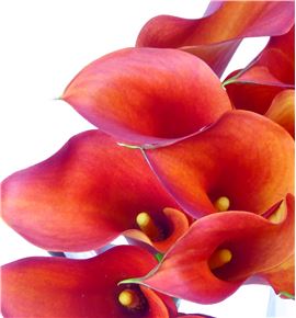 Cala captain odeon 60 - ZANCAPODE