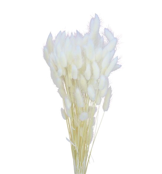 Lagurus seco blanco - LAGSECBLA