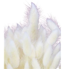 Lagurus seco blanco - LAGSECBLA
