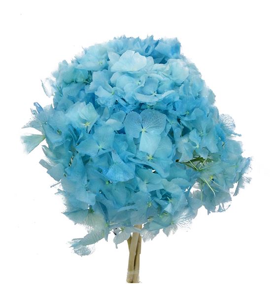 Hortensia preservada azul claro - HORPREAZUCLA