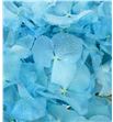 Hortensia preservada azul claro - HORPREAZUCLA1