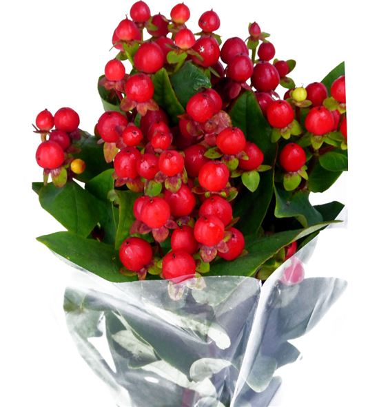 Hypericum coco rio 40 - HYPCOCRIO