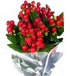 Hypericum coco rio 40 - HYPCOCRIO