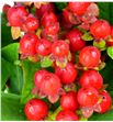 Hypericum coco rio 40 - HYPCOCRIO1