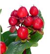 Hypericum coco rio 40 - HYPCOCRIO2