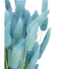 Lagurus preservado azul turquesa - LAGPREAZUTUR