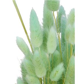 Lagurus preservado verde menta - LAGPREVERMEN
