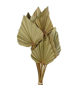 Palmito seco spear natural 45cm - PALSEC