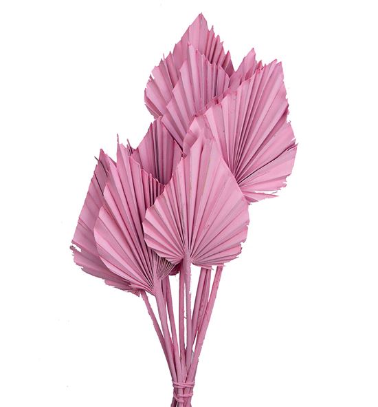 Palmito seco spear rosa claro 45cm - PALSPEROSCLA