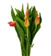 Tulipan euro chic 38 - TULEURCHI