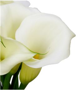 Cala white art 55 - ZANWHIART