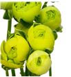 Ranunculo azuur lime green 40 - RANAZULIMGRE1