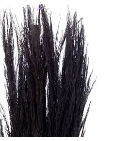 Cortaderia negra 100 - CORNEG