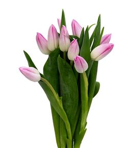 Tulipan bolroyal pink 36 - TULBOLPIN