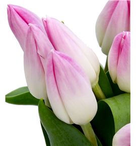 Tulipan bolroyal pink 36 - TULBOLPIN