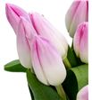 Tulipan hol bolroyal pink 36 - TULBOLPIN1