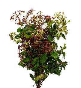 Viburnum met bes 60 - VIBMETBESROJ