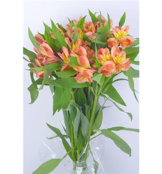 Alstroemeria ecu naranja - ALSENAR