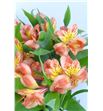 Alstroemeria ecu naranja - ALSENAR1