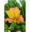 Alstroemeria ecu naranja - ALSENAR2