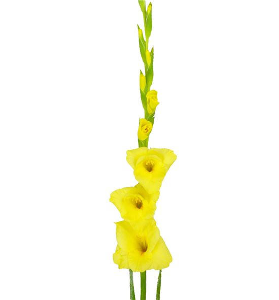 Gladiolo amarillo - GLAAMA