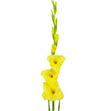 Gladiolo amarillo - GLAAMA