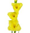 Gladiolo amarillo - GLAAMA1