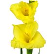 Gladiolo amarillo - GLAAMA2