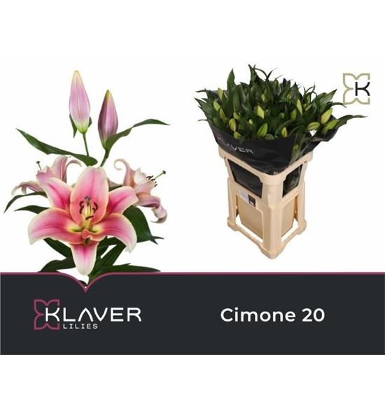 Lilium oriental hol cimone 80