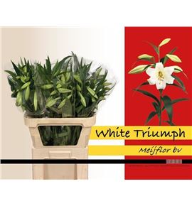 Lilium logi hol white triumph 80 - LONHWHITRI