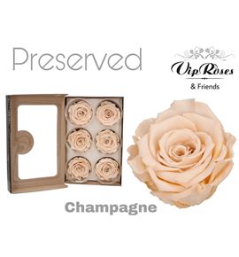 Rosa preservada champagne 6 unid - ROSPRECHA6