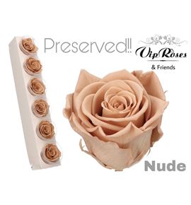 Rosa preservada nude 6 unid - ROSPRENUD6